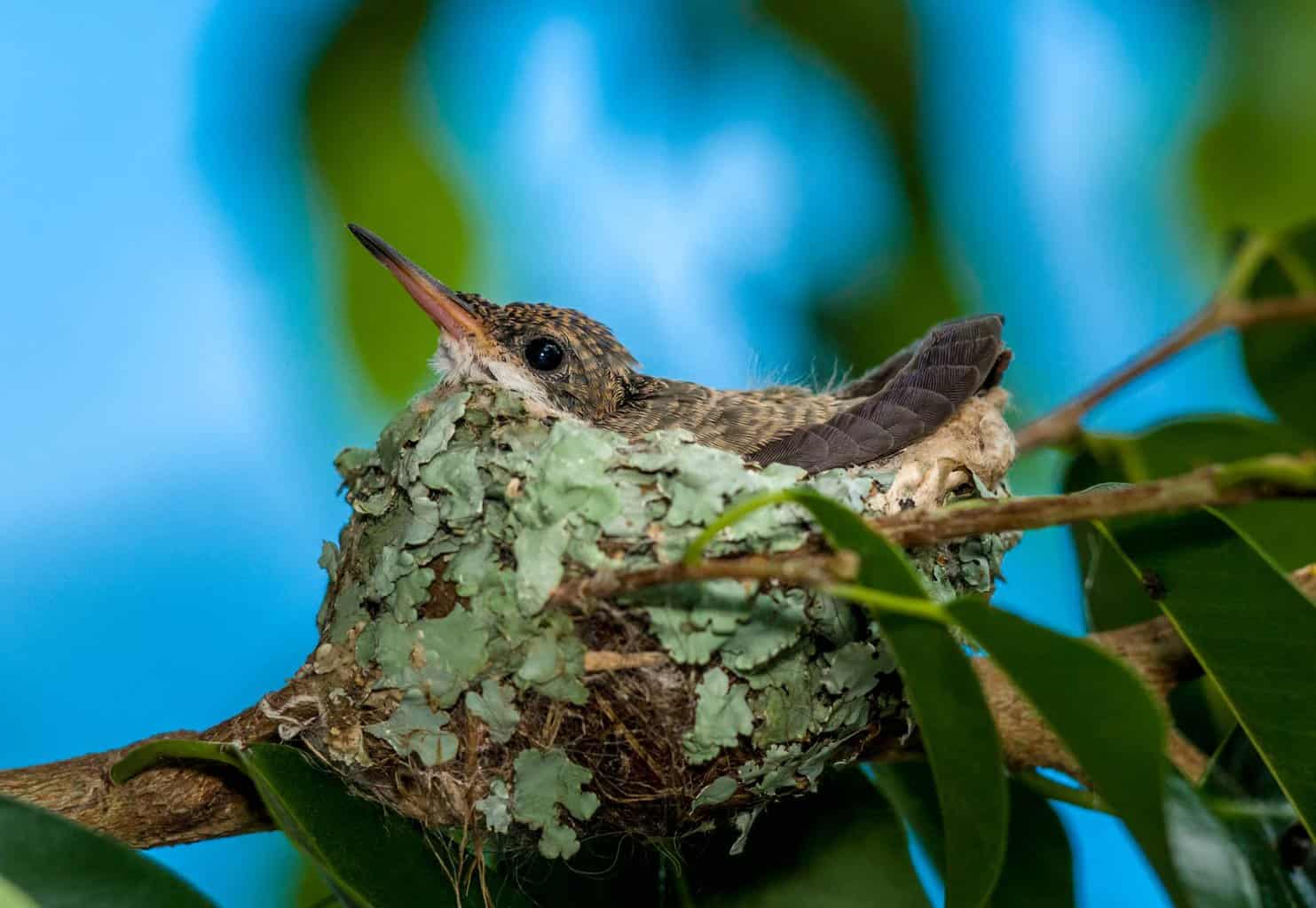 Where Do Hummingbirds Nest