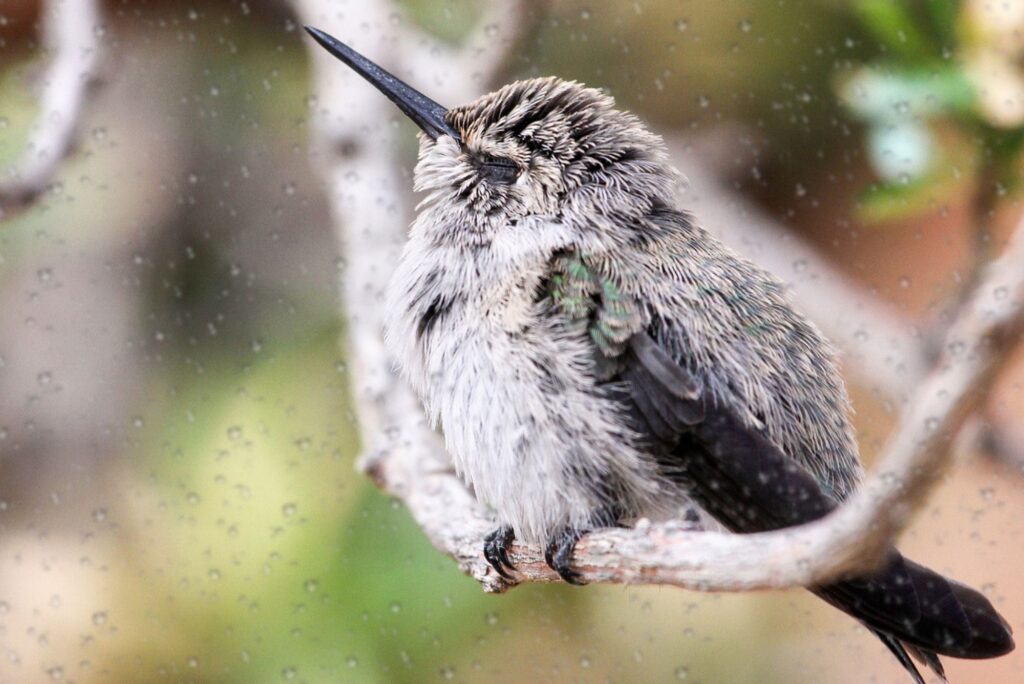 Where Do Hummingbirds Sleep When It Rains