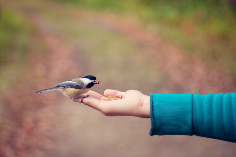 can wild birds eat pet bird food