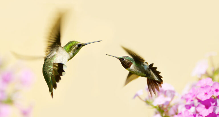 male vs female hummingbird