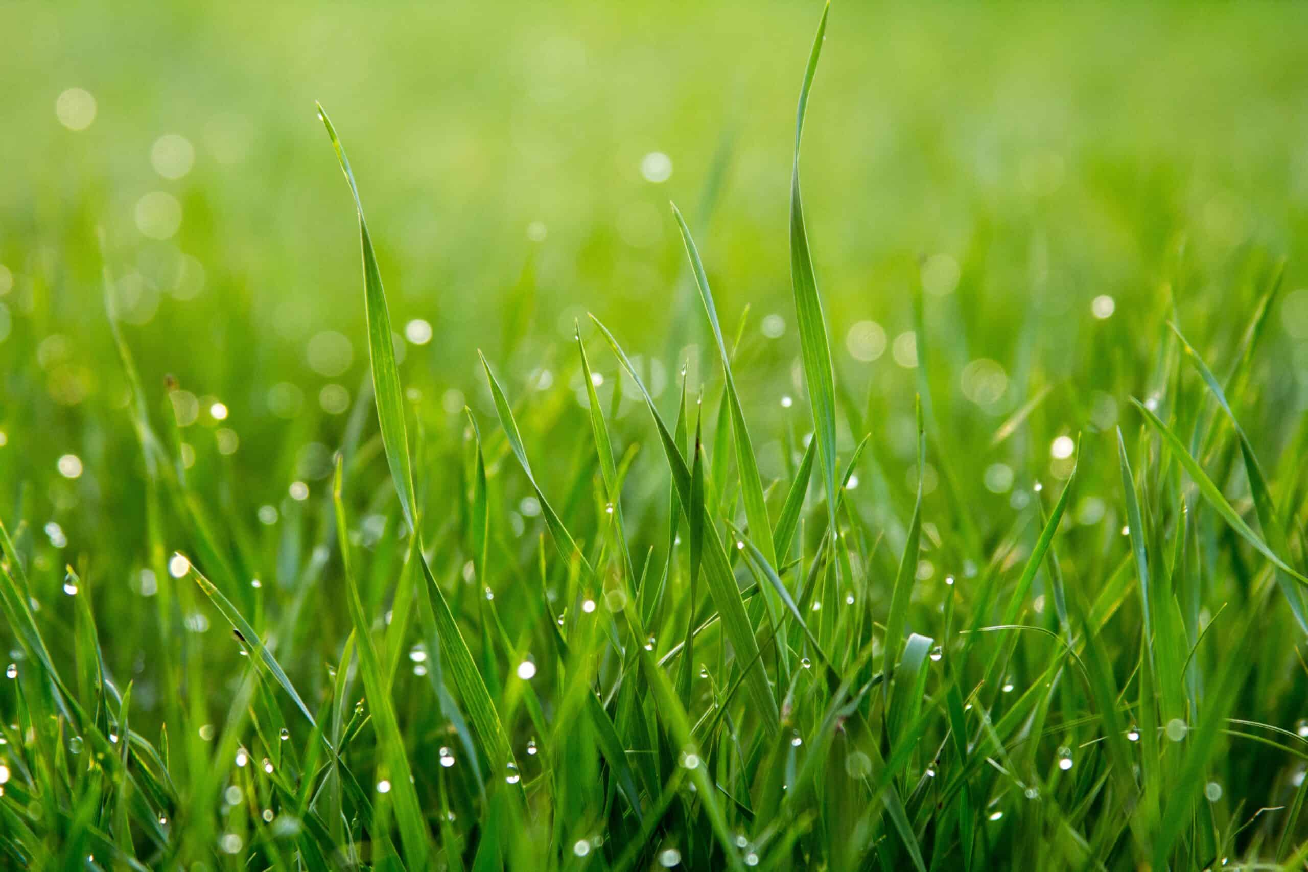 A perfectly manicured, short green lawn.