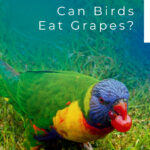 10 Can Birds Eat Grapes