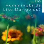 10 Do Hummingbirds Like Marigolds
