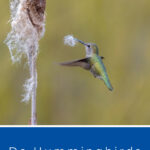 10 Do Hummingbirds Use Birdhouses