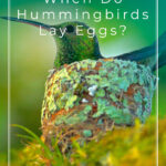 2 When Do Hummingbirds Lay Eggs