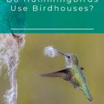 4 Do Hummingbirds Use Birdhouses