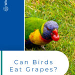5 Can Birds Eat Grapes