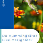 5 Do Hummingbirds Like Marigolds