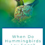 6 When Do Hummingbirds Lay Eggs