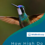 7 How High Do Hummingbirds Fly