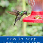 8 How To Keep Bees Away From Hummingbird Feeders