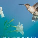 9 Do Hummingbirds Like Petunias