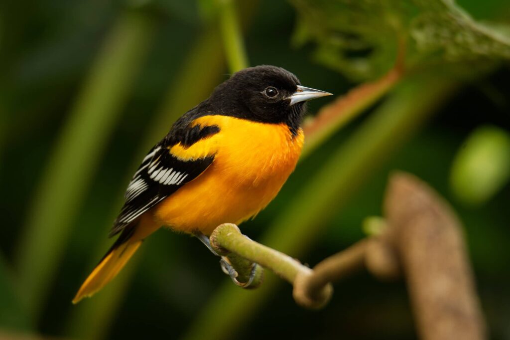 13 Birds You'll See This Week That Won't Be Here in July 5 Baltimore Oriole 2
