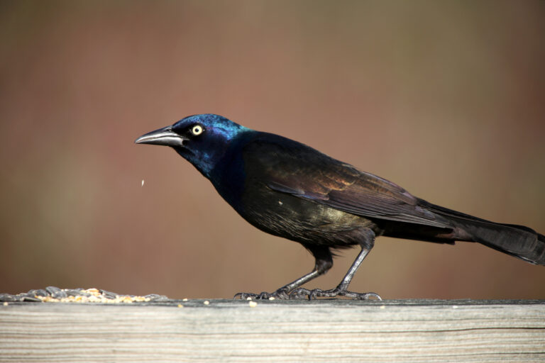 Blackbirds In Florida