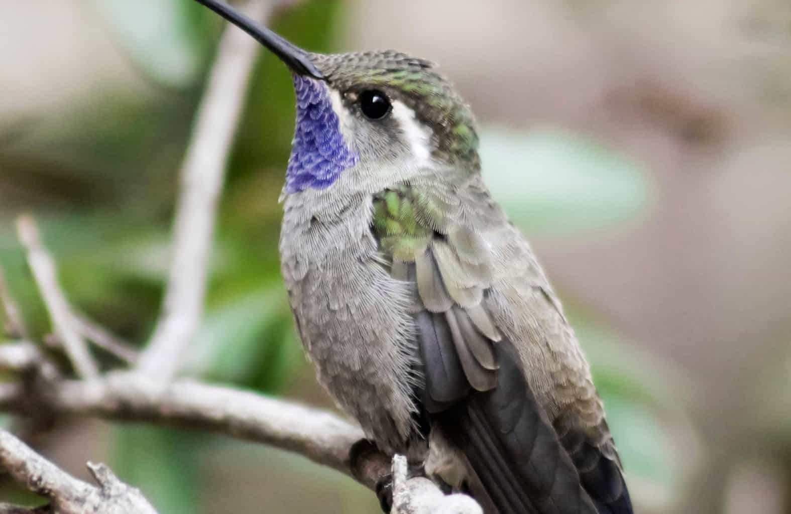 Blue-throated Mountain-gem Hummingbird
