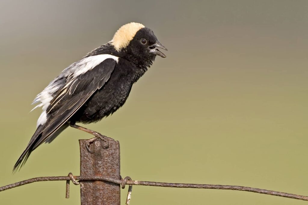 13 Birds You'll See This Week That Won't Be Here in July 4 Bobolink