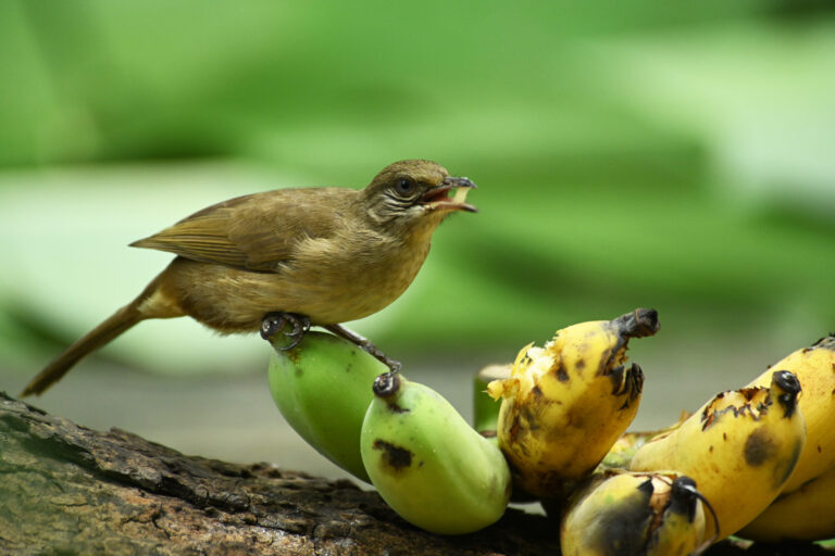 Can Birds Eat Bananas