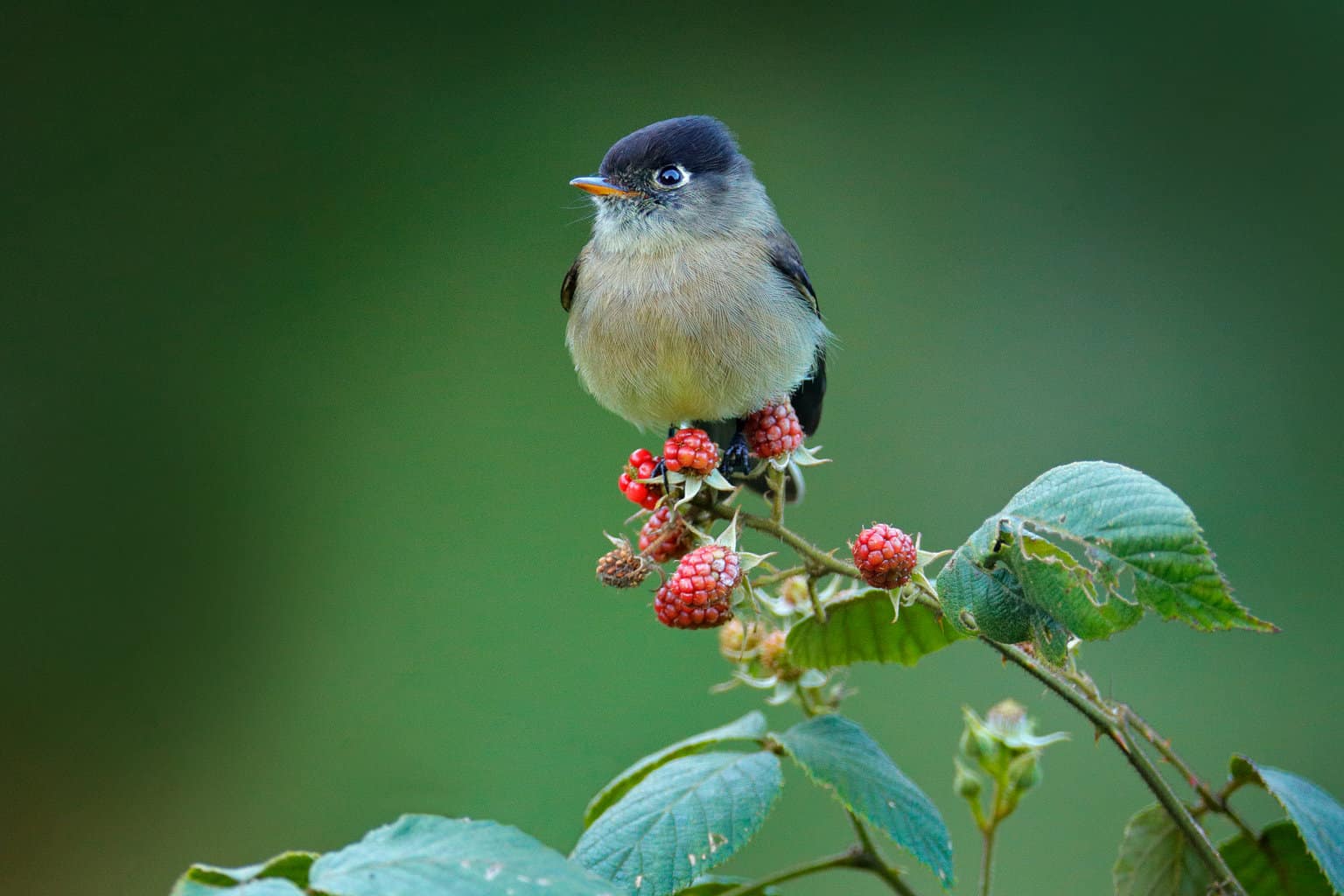 Can Birds Eat Berries