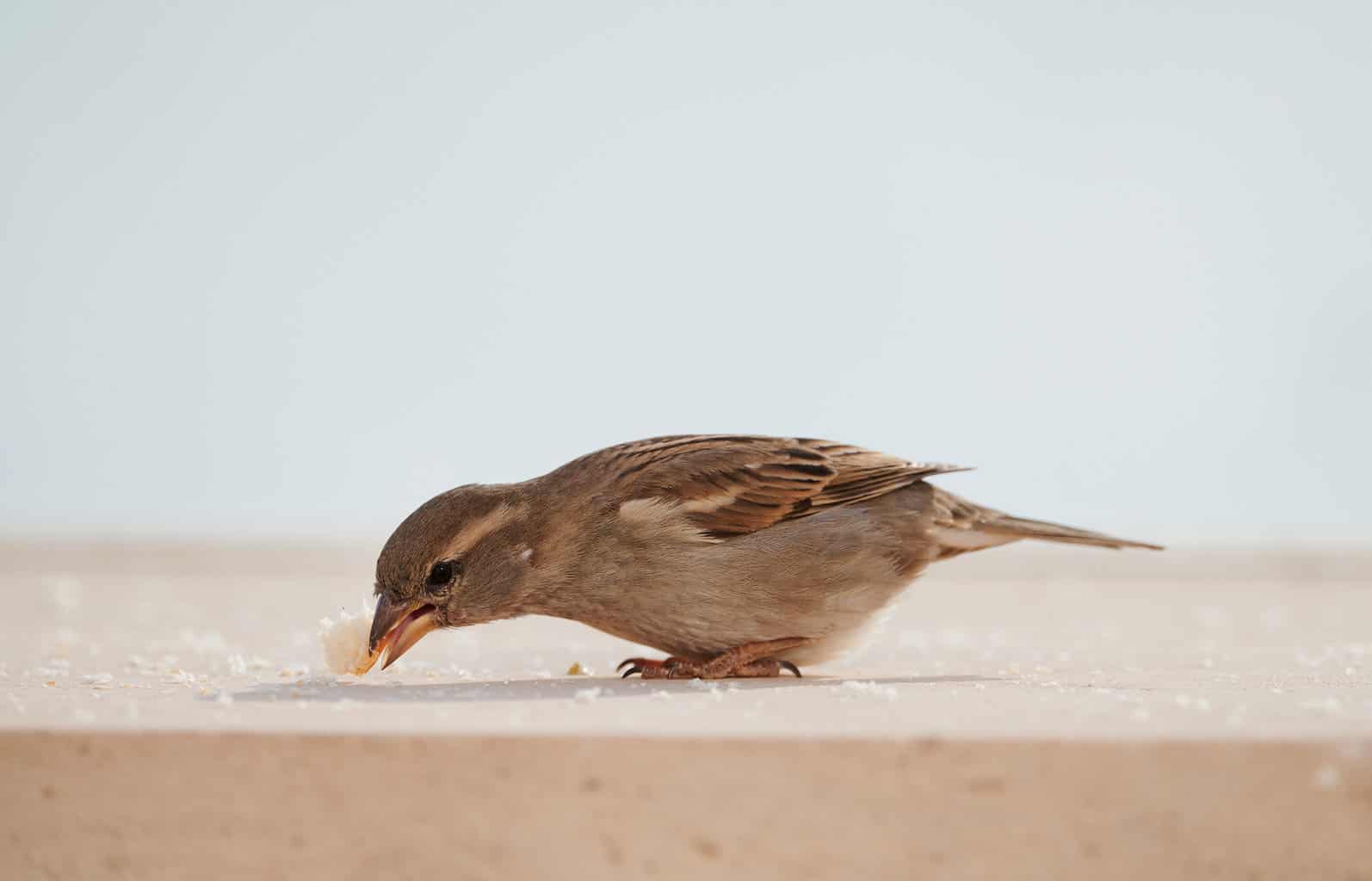 Can Birds Eat Bread