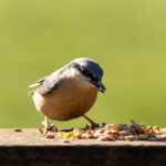 Can Birds Eat Cashews