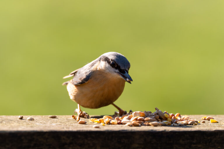 Can Birds Eat Cashews