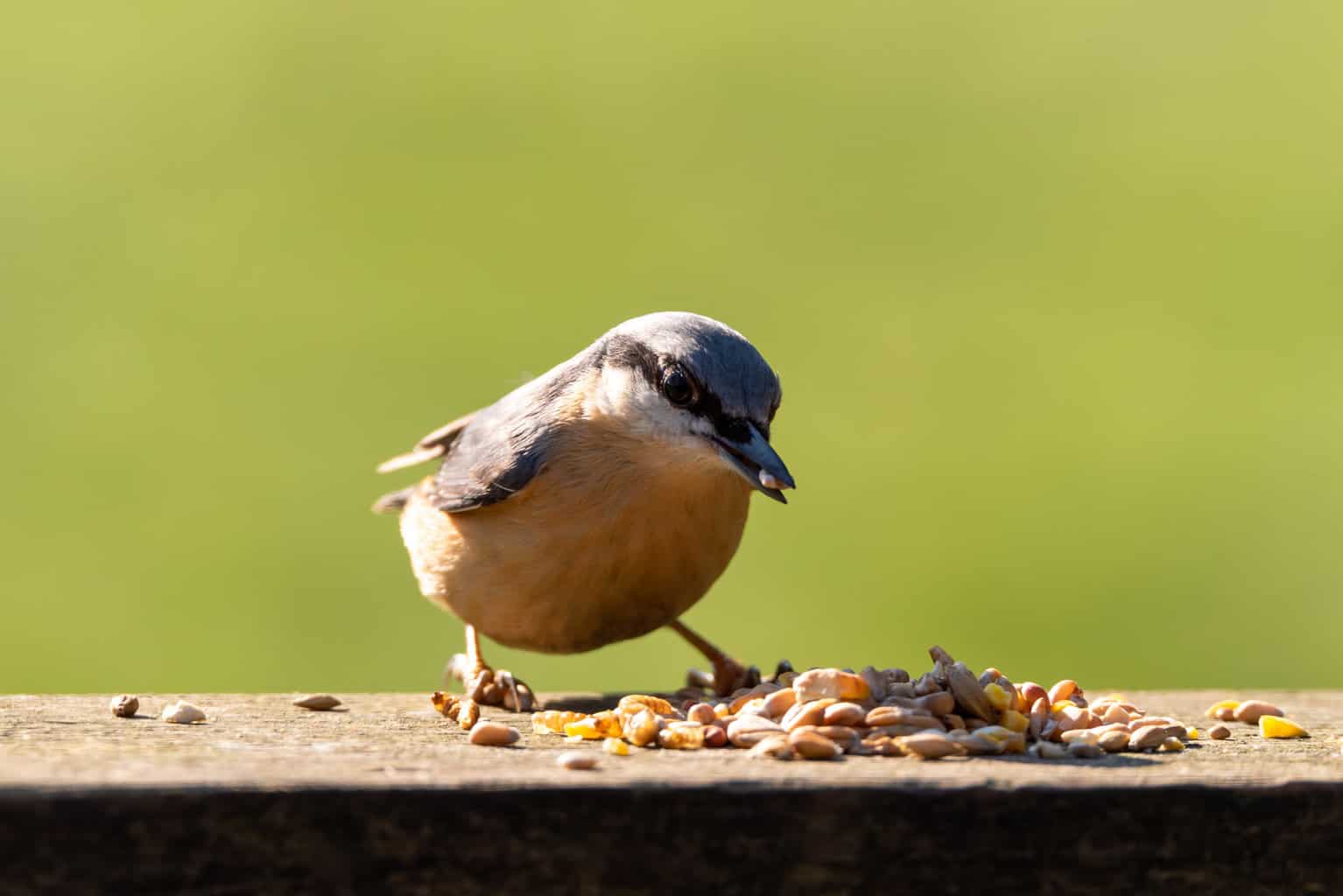 Can Birds Eat Cashews