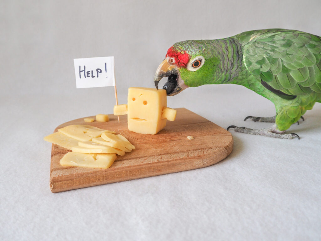 Can Birds Eat Cheese