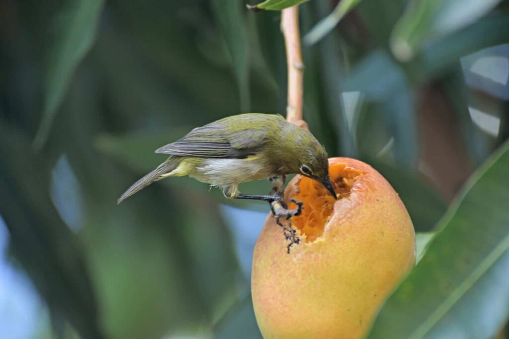 Can Birds Eat Mango