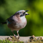 Can Birds Eat Pistachios