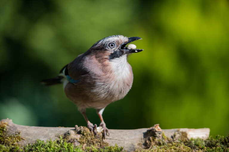 Can Birds Eat Pistachios