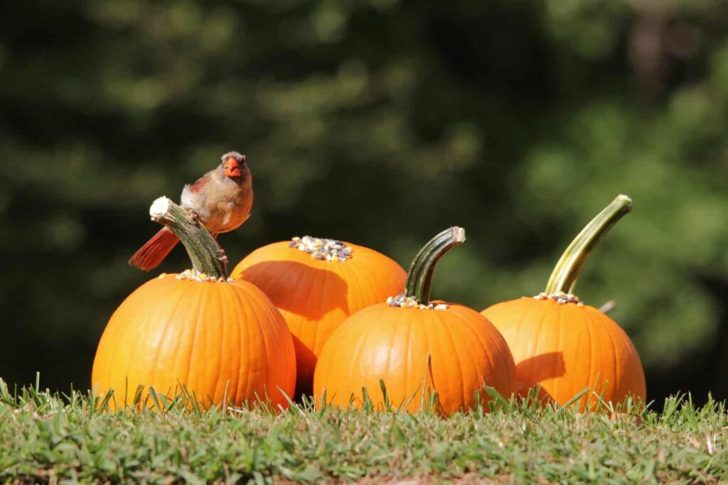 Can Birds Eat Pumpkin