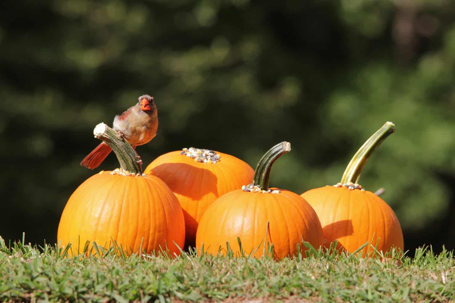 Can Birds Eat Pumpkin? The Dos and Don'ts of Feeding Birds