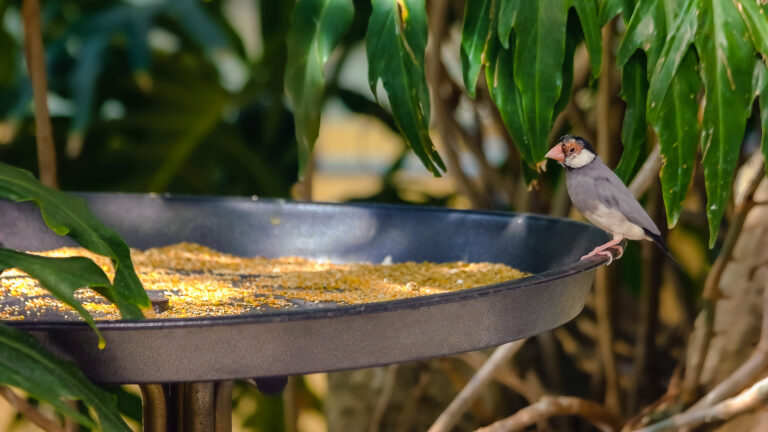 Can Birds Eat Sesame Seeds