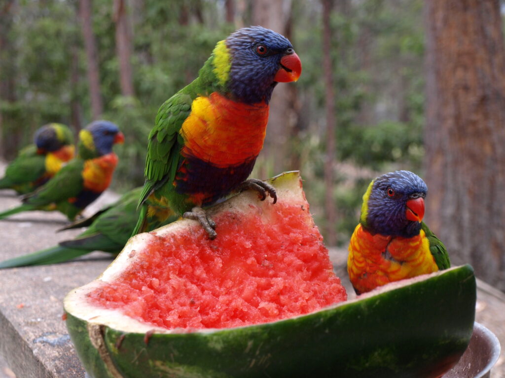 Can Birds Eat Watermelon