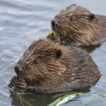 Do Hawks Eat Beavers