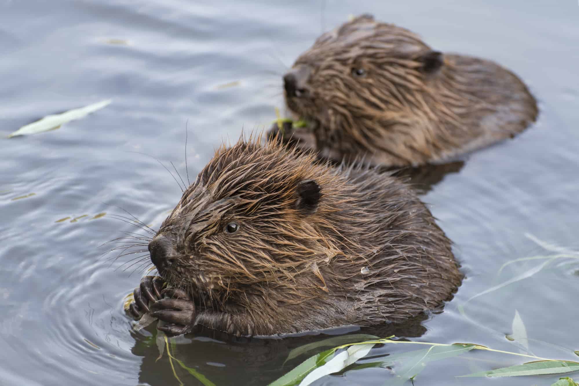 Do Hawks Eat Beavers