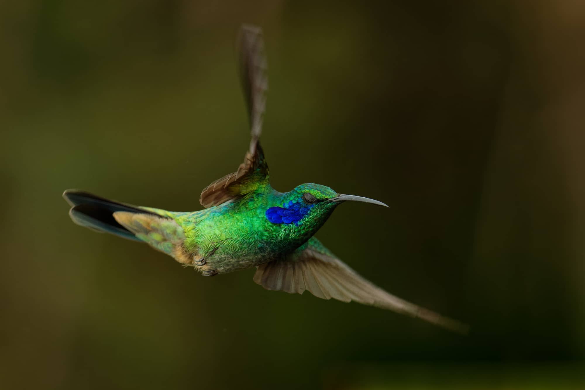 Green Violetear Hummingbirds