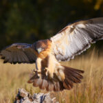 Hawks in North Dakota