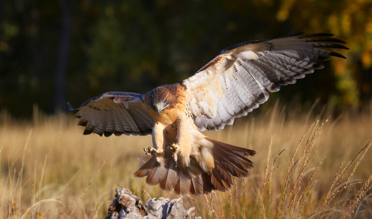 Hawks in North Dakota