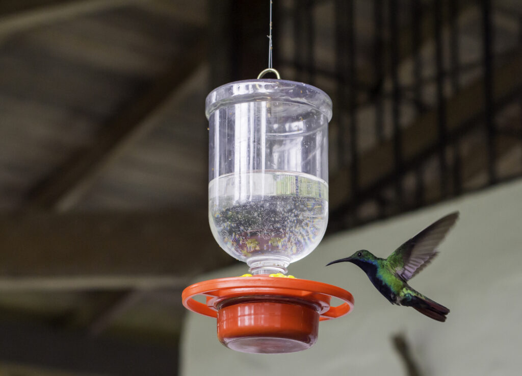how to make hummingbird food in microwave