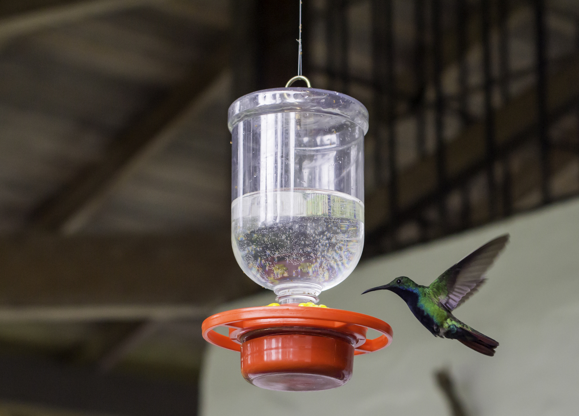 Make Hummingbird Food in the Microwave