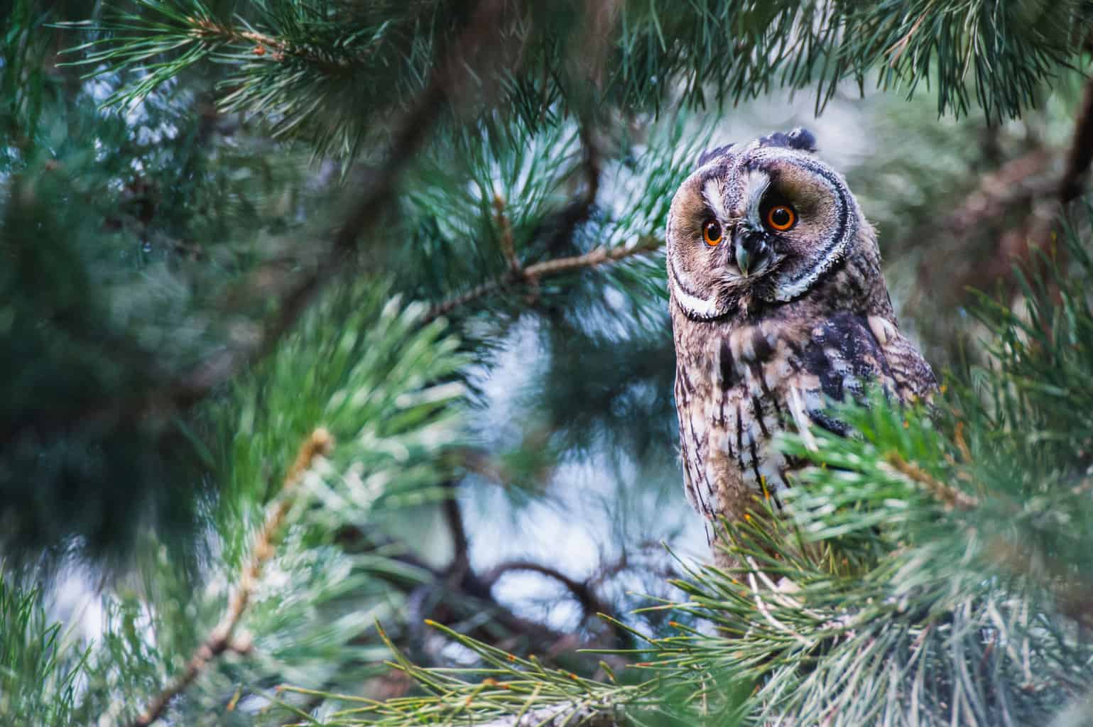 Owls In Minnesota