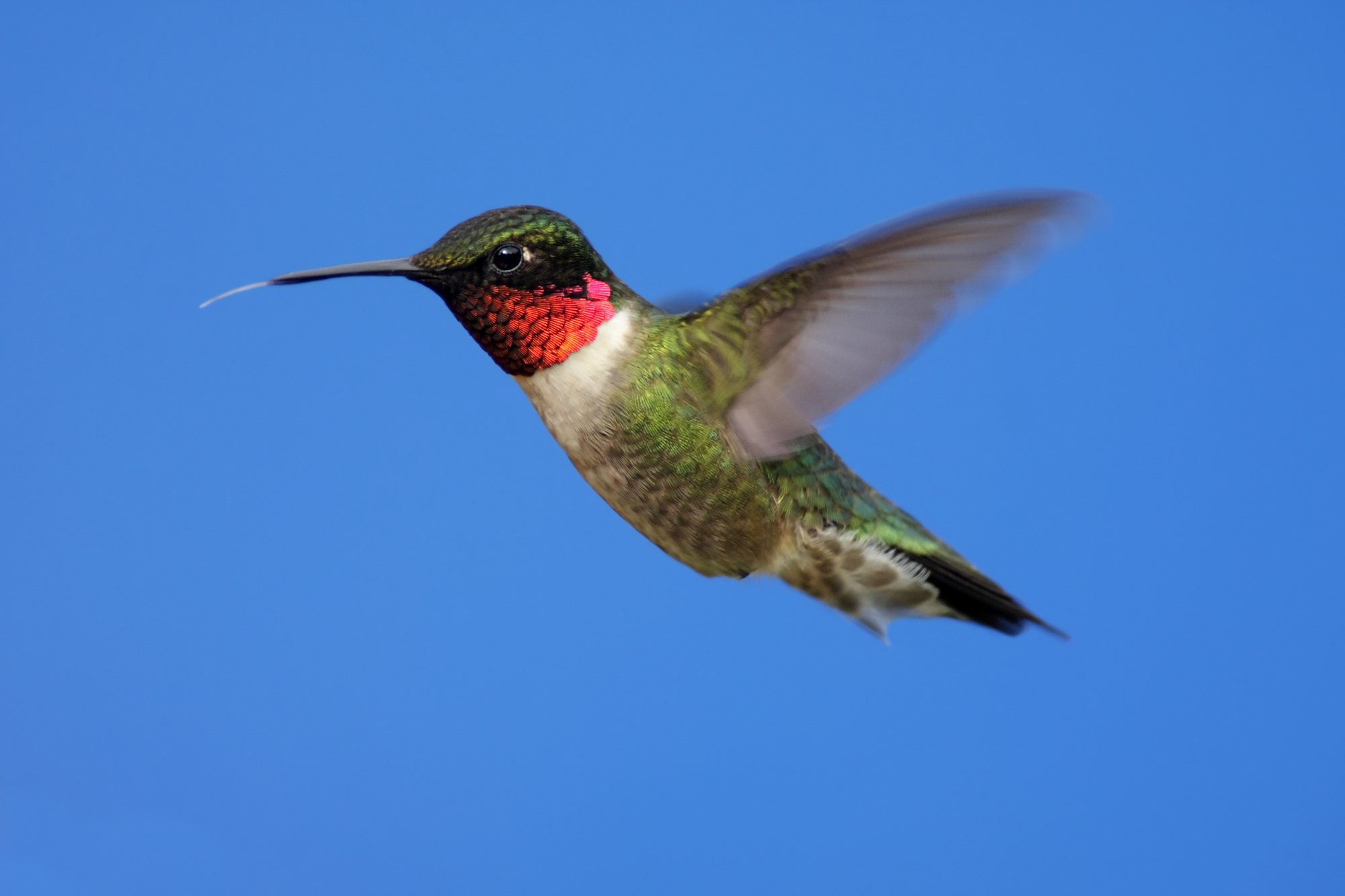 Hummingbirds in Wisconsin