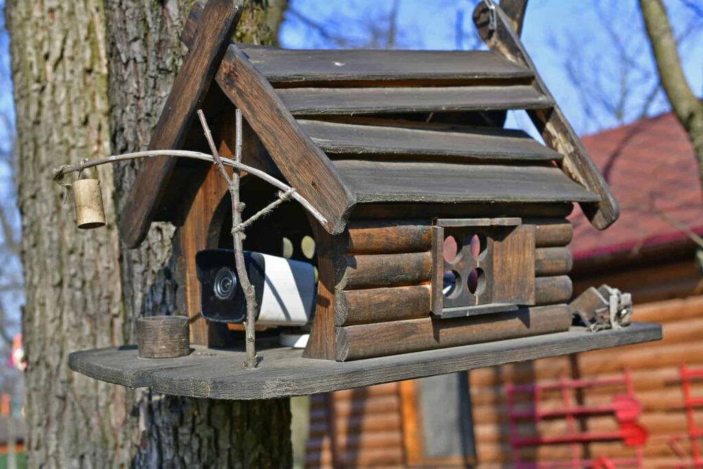 best bird feeder camera