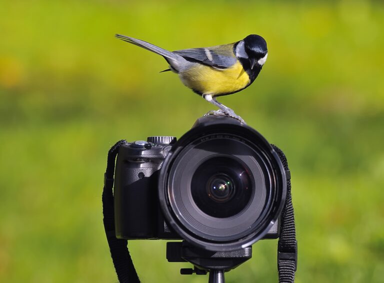 best birding camera