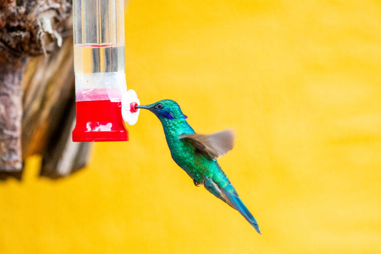 best hummingbird nectar