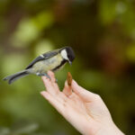 can birds eat almonds