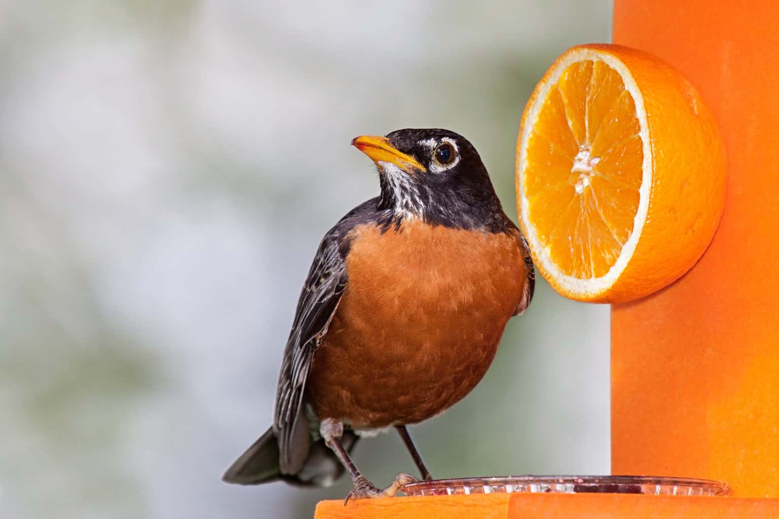 can birds eat oranges