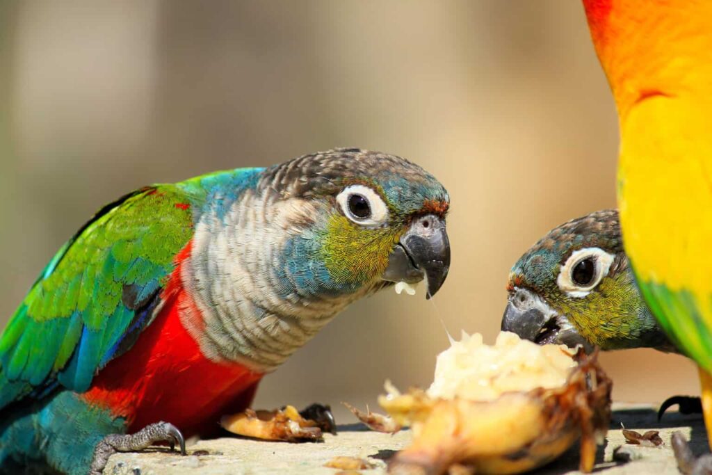 can birds eat peaches