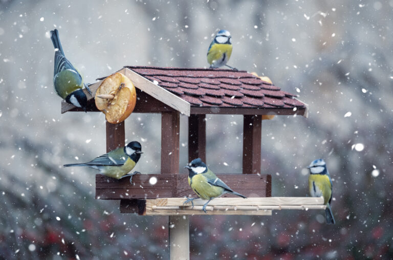 can birds eat snow for water